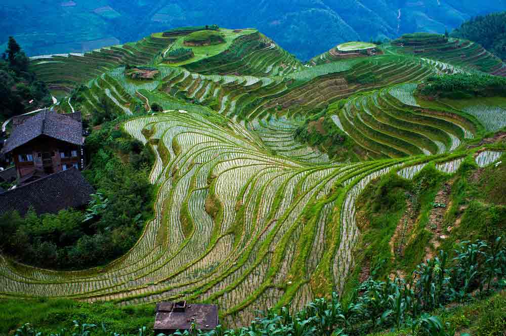 Longji rice terraces